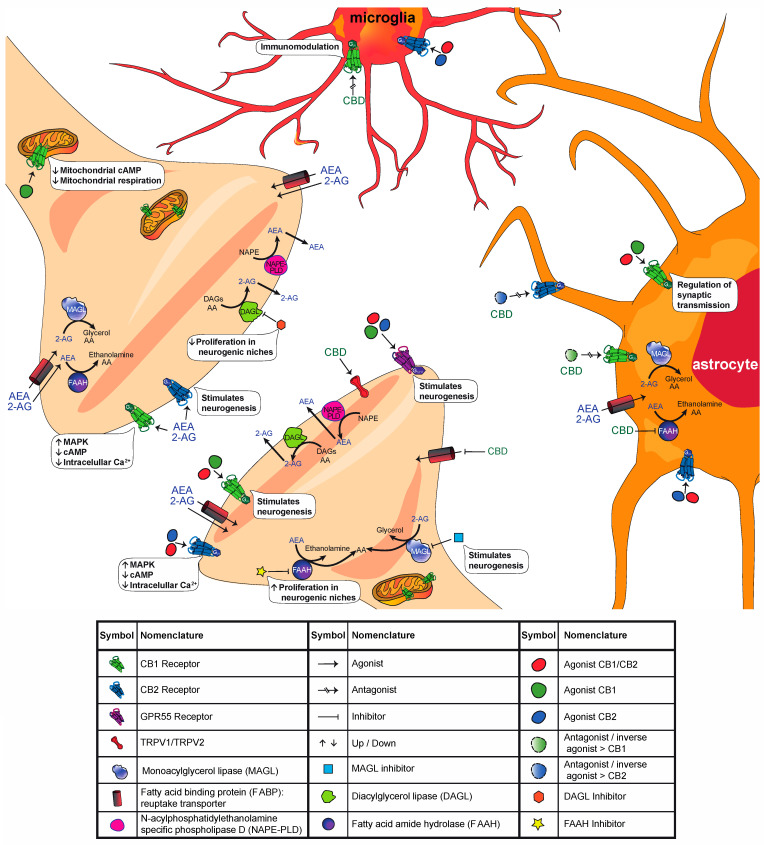 Schematic representation of cannabinoid function at the synapse. We depict the different components of the ECS (receptors, endogenous ligands, transporters across the membrane, biosynthetic and degradative enzymes) in neurons, astrocytes, and microglia. Some key effects elicited by the modulation of the ECS are highlighted. For a list of agonists, antagonist/inverse agonists and inhibitors, see Table 2. For more details, refer to the main text.