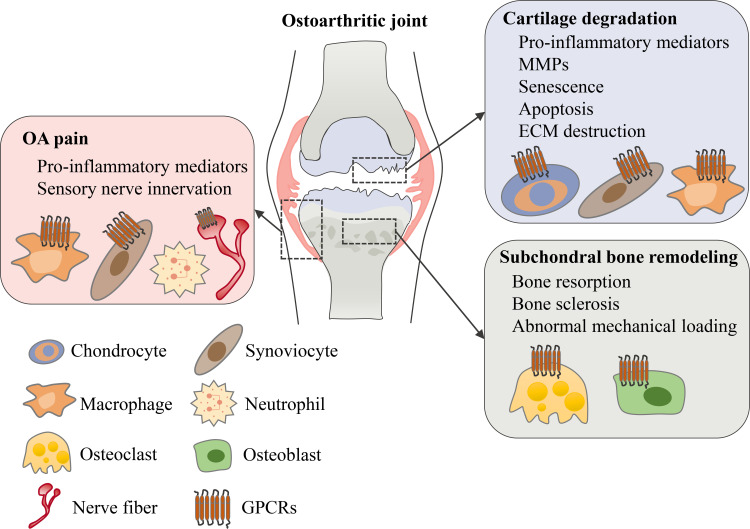 The role of GPCRs in osteoarthritis. In an osteoarthritic joint, GPCRs are expressed in different tissues and cell types. Various types of GPCRs mediate and regulate OA symptoms including cartilage degeneration, subchondral bone remodeling and OA pain.