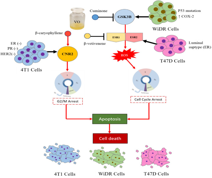 The Mechanism of VO’s Effects on WiDr, 4T1, and T47D cells. VO contained β-caryophyllene which targeted CNR2 on 4T1 cells leading to cell cycle arrest and apoptosis. While cuminone targeted GSK3B on WiDr cells leading to ROS generation and cell cycle arrest