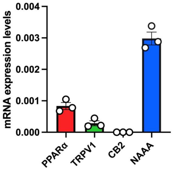 mRNA expression levels of PEA targets (PPARα, TRPV1, CB2) and PEA-catabolizing enzyme (NAAA) in A549 cells. Bar chart with individual points showing the mRNA expression levels of the indicated proteins (PPARα, TRPV1, CB2 and NAAA) measured in A549 cells. Each bar shows the mean ± SEM of 3 independent biological samples. Data are expressed using the 2−Δct formula.