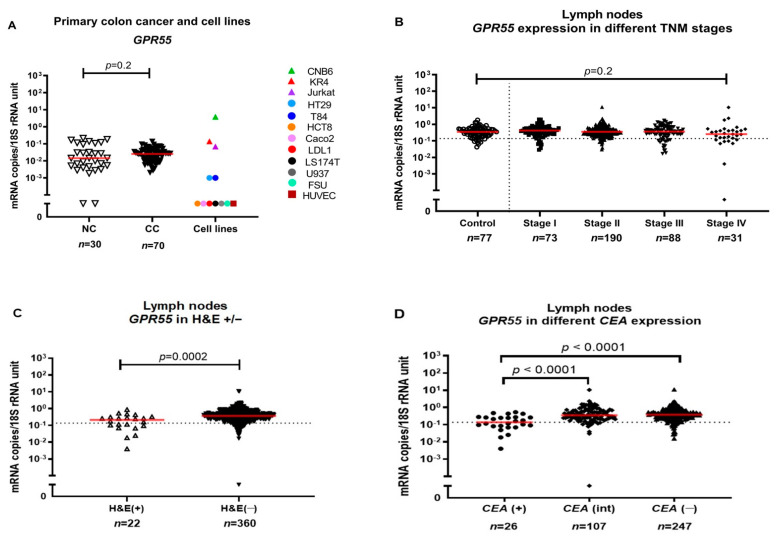 (A) GPR55 mRNA expression levels in resected normal colon tissues (NC), primary colon cancer tissues (CC) and in a panel of colon cancer cell lines: DLD1, LS174T, HT29, T84, HCT8 and Caco2, primary foreskin fibroblast cells (FSU), an endothelial cell line (HUVEC), a T cell line (Jurkat), two B cell lines (CNB6 and KR4) and a monocyte cell line (U937). (B) GPR55 mRNA expression levels in lymph nodes from non-cancerous disease patients (Control) and from colon cancer patients of different TNM stages (Stage I–IV). (C) GPR55 mRNA expression levels in metastatic (H&E(+)) lymph nodes and non-metastatic (H&E(−)) lymph nodes. (D) GPR55 mRNA expression levels in lymph nodes from CC patients divided into three groups according to their CEA mRNA levels: CEA(+) = CEA mRNA levels >3.67 copies/18S rRNA unit; CEA(int) = intermediate CEA mRNA levels, that is, 0.013–3.67 copies/18S rRNA unit; and CEA(−) = CEA mRNA levels <0.013 copies/18S rRNA unit. Red horizontal lines indicate median values. Dashed horizontal lines indicate clinical cutoff values of 0.1365 mRNA copies/18S rRNA unit for GPR55. n = number of lymph nodes. p-values were calculated by Kruskal–Wallis non-parametric ANOVA, followed by post hoc Dunn’s test for multiple comparisons in (B,D) and by two-tailed Mann–Whitney test for comparison between expression levels in (A,C).