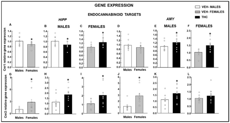 Analysis of relative gene expression by qPCR in the offspring of males and females exposed to dronabinol (THC) or VEH. Gene expressions of cannabinoid 1 receptor (Cnr1) in the HIPP (A–C) and amygdala (AMY; D–F) and of cannabinoid 2 receptor (Cnr2) in the HIPP (G–I) and AMY (J–L) were evaluated. * p < 0.05, VEH-treated female vs. male or THC- vs. VEH-treated groups.