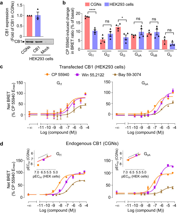 Difference of Gi1 and GoA responses by cannabinoid receptor CB1 agonists.a Detection of CB1 receptor in cell membranes of CGNs, mock-transfected HEK293 cells and HEK293 cells transfected with mouse CB1 cDNA (80 ng/well in 96-well plate), by western blotting. Values are mean ± SEM normalized as fold of CB1 expression in CGNs from three independent experiments. b Percentage of change in BRET ratio between GαNluc and VenusGγ2 induced by CP 55940 in HEK293 cells (CB1 cDNA; 80 ng/well per 96-well plate) or CGNs for the indicated Gαi1, Gαi2, Gαi3, GαoA, GαoB or Gαz sensors (amounts of cDNA as in Fig. 2a). Values are mean ± SEM from four biologically independent experiments each performed in triplicate. Data are analysed using unpaired t-test (two-tailed) to determine significance. ****p < 0.0001, *p < 0.05 and not significant (ns). c, d Change of BRET signal between GαNluc and VenusGγ2 induced by the indicated CB1 receptor agonists in HEK293 cells and CGNs measured by Gi1 and GoA sensors. The transfection was the same as in (b). Inset, correlation of the agonist potencies (pEC50) between HEK293 cells and CGNs determined by the G protein sensors. Dotted lines are the correlation of pEC50 determined with HEK293 cells. Red lines are the fit of pEC50 in CGNs with the same slope as the dotted lines. Data are normalized to maximum CP 55940 response and are mean ± SEM from at least three biologically independent experiments each performed in triplicate (HEK293 cells: Gi1, CP 55940 (n = 5), Win 55,212-2 (n = 5) and Bay 59-3074 (n = 4); GoA, CP 55940 (n = 5), Win 55,212-2 (n = 4) and Bay 59-3074 (n = 4). CGNs: Gi1, CP 55940 (n = 4), Win 55,212-2 (n = 4) and Bay 59-3074 (n = 4); GoA, CP 55940 (n = 4), Win 55,212-2 (n = 4) and Bay 59-3074 (n = 3)). The raw data and p-values are available in source data provided as a Source Data file.