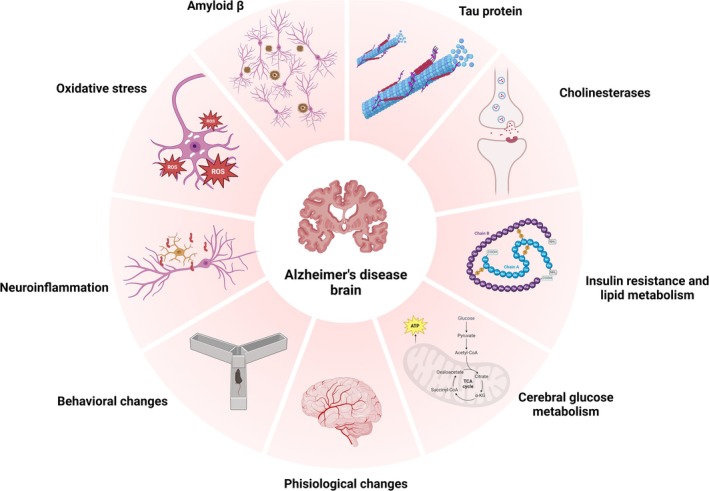 Alzheimer's disease (ad) factors affected by cannabidiol (CBD) treatment: production and maintenance of beta amyloid, phosphorylation of tau protein, oxidative stress, neuroinflammation, cholinergic system, insulin resistance and lipid metabolism, brain glucose metabolism, behavioral changes, and physiological changes.