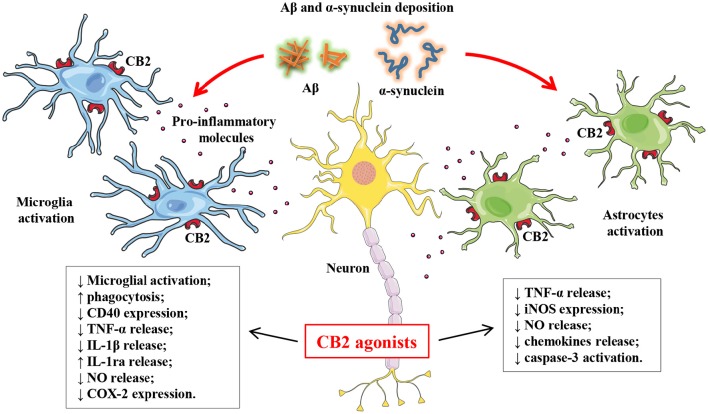 Schematic representation of anti-inflammatory and neuroprotective actions of CB2 agonists in AD and PD. AD and PD are characterized respectively by the deposition of Aβ and α-synuclein proteins which in turn are directly or indirectly involved in microglial and astrocytic activation. This activation of microglia and astrocytes triggers a neuroinflammatory and immune response which contributes to the progression of AD and PD. The pharmacological activation of microglial and astrocytic CB2 cannabinoid receptors with CB2 agonists is a promising therapeutic approach because it promotes anti-inflammatory and neuroprotective effects such as the suppression of pro-inflammatory cytokine release and an increases in anti-inflammatory molecules.