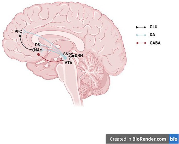 Midbrain dopaminergic neurons. The schematic illustrates a midbrain dopaminergic neurons projecting to the NAc, DS, and PFC and receiving synaptic inputs from a GLU DRN neuron and a GABAergic NAc neuron. GLU, glutamate; DA, dopamine; GABA, γ-aminobutyric acid; PFC, prefrontal cortex; DS, dorsal striatum; NAc, nucleus accumbens; SNpc, substantia nigra pars compacta; VTA, ventral tegmental area; DRN, dorsal raphe nucleus.