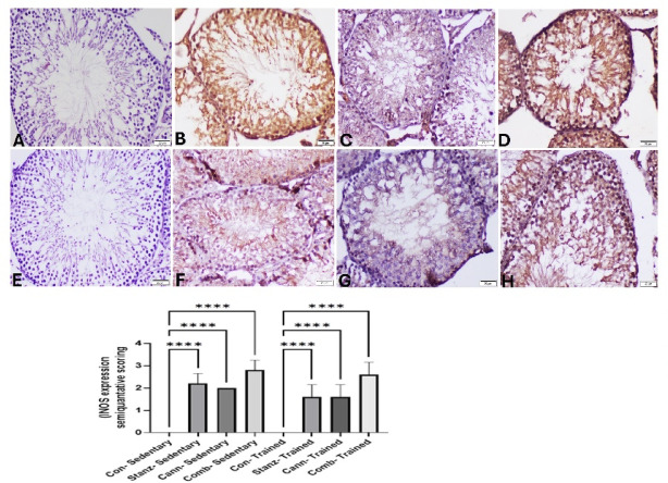 Testis sections of iNOS immunoexpression in testis sections of sedentary (A-D) and trained (E-H) rats. Sedentary groups: (A) Control group showing no iNOS expression, (B): Stanz group, Numerous strong positively stained cells in testicular tissue. (C): Cann group showing remarkable increase of iNOS expression of all germ cells. (D): Combined group Intense brown staining of spermatogonia and spermatocytes. trained groups: (E): Control group showed no iNOS expression, (F): Stanz group Moderate cytoplasmic staining of germ cell. (G): Cann group Scattered weakly stained spermatocytes cells, and (H): Combined group Abundant positively spermatogonia, spermatocytes, spermatids, Sertoli cells, and Leydig cells. The bar graph represents the score of stained tissue and expressed as mean ± SEM, significance at p < 0.05 using one-way ANOVA followed by Tukey’s multi-comparison test (n = 6).