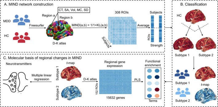 Study overview. (A) MIND network construction. The 308 × 308 matrix for MIND was calculated across multiple macrostructural features (cortical thickness, surface area, gray matter volume, mean curvature, and sulcal depth). The MIND strength was determined by averaging connections across 308 cortical areas without applying a threshold. (B) Classification. The HYDRA technique was applied for detecting distinct MDD subtypes by analyzing variations in MIND strength. (C) Molecular basis of regional changes in MIND. Utilizing multiple linear regression models to identify neuroimaging‐neurotransmitter associations within two MDD subtypes. PLS regression analysis of the gene expression data from the Allen Human Brain Atlas revealed subtype‐associated molecular signatures.