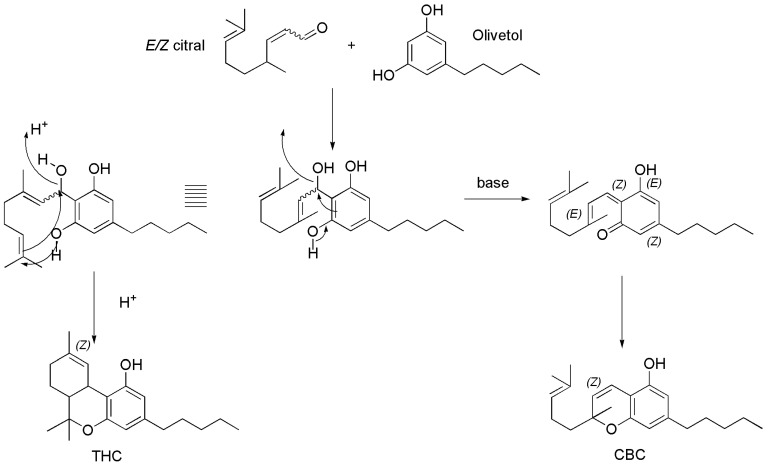 Synthetic procedure to achieve either CBC in basic conditions or THC in acidic ones [98].