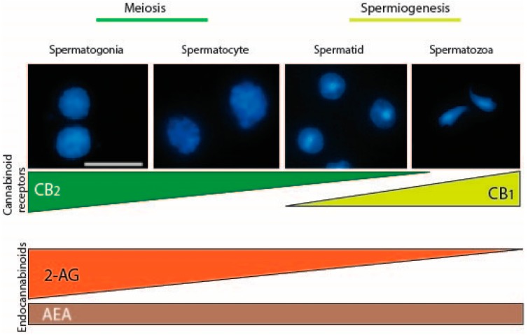 Endocannabinoid system in male germ cell development. Mammalian male germ cells at different stages of differentiation, from mitotic cells (spermatogonia), meiotic cells (spermatocytes) up to haploid stage (spermatids) and spermatozoa, have a complete and active ECS which is modulated during spermatogenesis. In the mouse, ECS controls at least two critical steps of the germ cell differentiation: meiosis and spermiogenesis. In mouse testis, spermatogonia express the higher level of CB2 receptor that dramatically decreases in spermatocytes, reaching a very low level in spermatids and disappearing in mouse spermatozoa. On the contrary CB1 starts to be expressed in haploid cells. Interestingly, spermatogonia also possess the higher level of the endocannabinoid 2-AG, which decreases in spermatocytes (~2-fold) and in spermatids (~20-fold), while AEA is constantly present during spermatogenesis. Accordingly, spermatogonia express higher and lower levels of 2-AG biosynthetic and degrading enzymes, respectively, as compared to meiotic and postmeiotic cells (not shown). Scale bar: 10 µM. ECS—Endocannabinoid system; CB—Cannabinoid receptor; 2-AG—2-arachidonylglycerol; AEA—Anandamide.