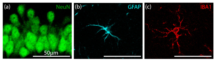 Neuron, astocyte, and microglia triade. Representative confocal microscopy image of the tripple immunostaining of the (a) neuron-NeuN, (b) astrocyte-GFAP, and (c) microglia-IBA1 in the CA3 subfield of the hippocampus.