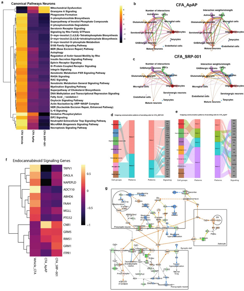 Cell annotation, marker gene feature plots, and endocannabinoid signaling pathway from neurons of PAG region cells in CFA-induced chronic inflammatory pain model with ApAP and SRP-001 treatments. (a) Heatmap of top 40 canonical pathways for neuronal clusters across samples – CFA_Veh, CFA_ApAP, and CFA_SRP-001 with the comparisons between them as follows – Vehicle vs CFA_Vehicle, CFA_Vehicle vs CFA_ApAP, and CFA_ApAP vs CFA_SRP-001. The heatmap shows that when CFA_Vehicle is compared to Vehicle, there is upregulation of several genes that are predicted to affect cellular signaling related to these pathways highlighted in the heatmap, and when CFA_ApAP and CFA_SRP-001 are compared to CFA_Vehicle, there is downregulation of those upregulated pathways in both cases, with more downregulation for CFA_SRP-001 than CFA_ApAP. (b,c) CellChat computed cell–cell interaction network for CFA_ApAP and CFA_SRP-001 group datasets showing number and strength of interactions describing similarities between the two groups. (d,e) Outgoing communication patterns in individual secreting cell types for CFA_ApAP and CFA_SRP-001. (f) Heatmap of DESeq2-normalized expression values from scRNA-seq data for genes involved in endocannabinoid signaling genes. (g) Endocannabinoid signaling pathways generated by Qiagen Ingenuity Pathway Analysis (IPA) with an overlay based on DESeq2-normalized expression values of differentially expressed genes (DEGs) in neuronal clusters CFA_Vehicle vs CFA_SRP-001 treatments, respectively.
