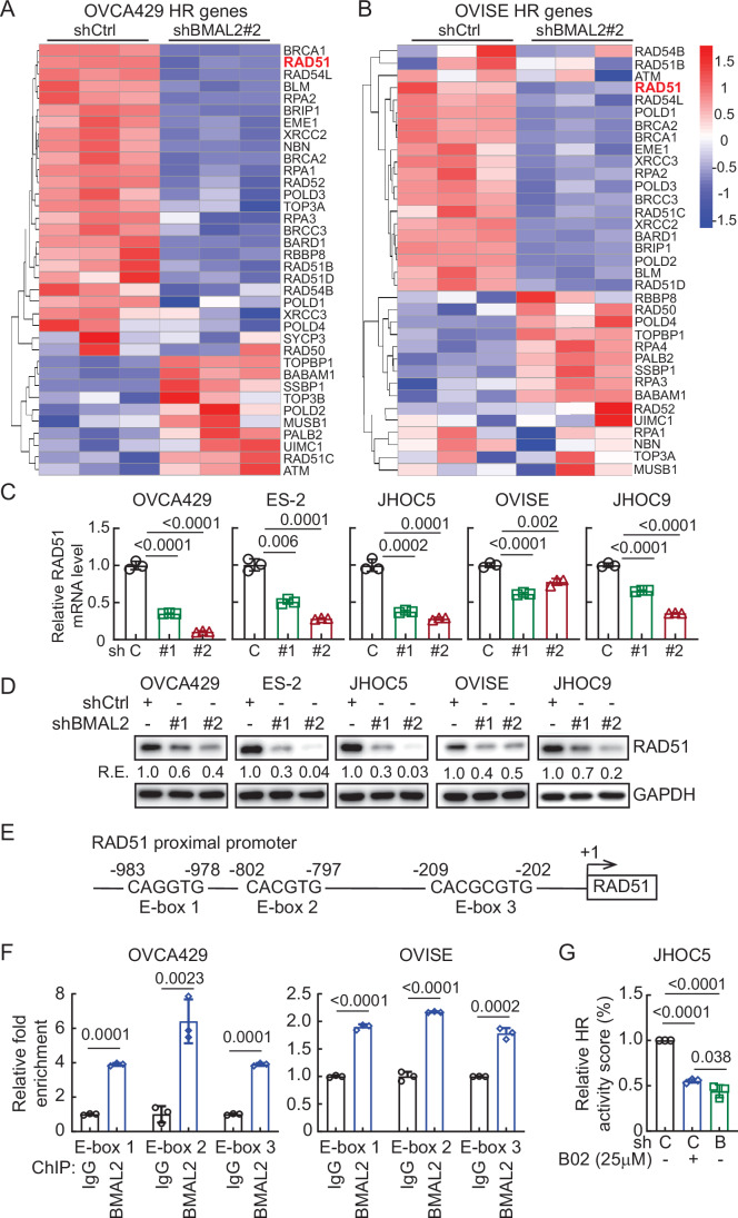 BMAL2 depletion downregulates genes in the homologous recombination (HR) pathway, including RAD51.(A, B) Heatmap of HR genes of the KEGG pathway (hsa03440) in OVCA429 (A) and OVISE (B) cells without or with BMAL2 depletion. (C) qRT-PCR analysis of RAD51 level in OCCC cells without (shCtrl) or with BMAL2 depletion (shBMAL2#1 or #2). RNA18S5 was used as an internal control. Three independent experiments were performed, and data were means ± SD from one representative experiment (n = 3). ***P < 0.001; ****P < 0.0001. Significant differences are based on an unpaired t-test. (D) IB of RAD51 protein expression with GAPDH as a loading control in shCtrl or shBMAL2 OCCC cells. Blots shown are from one representative experiment of three replicates. RE relative expression. (E) Diagram shows three putative E-boxes on the RAD51 promoter predicted using the EPD eukaryotic promoter database. (F) ChIP-qPCR analysis of BMAL2 on the RAD51 promoter E-box regions. Three independent experiments were performed, and data are means ± SD from one representative experiment with significant differences detected by an unpaired t-test. ***P < 0.001; ****P < 0.0001. (G) HR activity of shCtrl or shBMAL2 JHOC5 cells, assessed 72 h after adenovirus infection. Data were shown as mean ± SD with P value based on one-way ANOVA test (n = 3). Source data are available online for this figure.