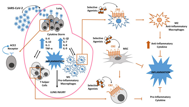 Inflammatory response in lung after coronavirus (SARS-CoV-2) infection. Lung susceptibility to SARS-CoV-2 infection depends on viral spike proteins specificity for angiotensin-converting enzyme 2 (ACE2) receptors on alveolar epithelial cells. This interaction leads to hyperinflammation sustained by cytokine storm, increase of pro-inflammatory M1 macrophages and T-helper cells, all associated in a vicious circle in which each event enhances the alteration of the other ones. The selective stimulation of Cannabinoid Receptor type 2 (CB2) receptors on macrophages, T-helper cells and mesenchymal stromal cells (MSCs) could be proposed to contain the inflammatory state in COVID-19 patients.