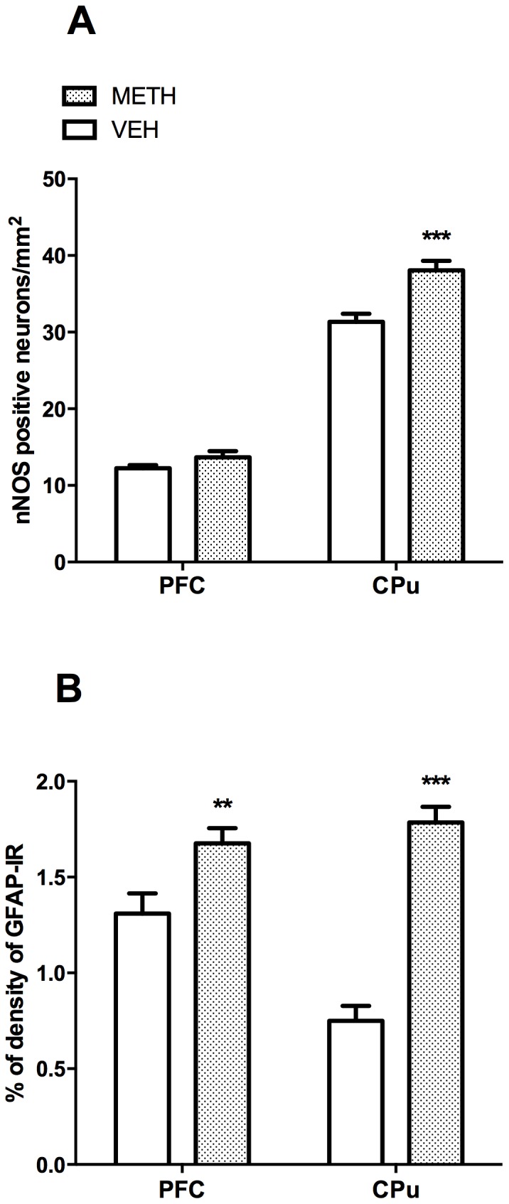 METH increases the number of neuronal nitric oxide synthase (nNOS) neurons and GFAP-immunoreactivity (IR).Values represent means ± SEM of either number of nNOS positive neurons, expressed per mm2 (A) or as percentage of GFAP-IR density (B). **p<0.01 and ***p<0.001 compared to SAL.
