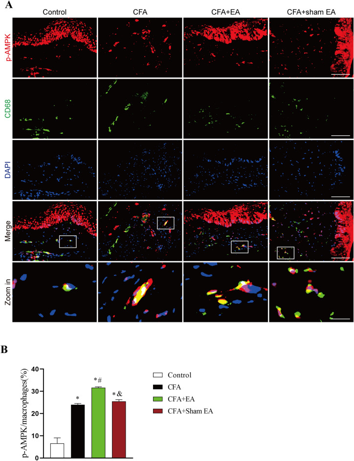 Effect of EA on AMPK activation in macrophages in inflamed skin tissue. A Represents the double-labeled fluorescence results of macrophages (CD68 +) and p-AMPK in inflamed skin tissue. Macrophages (CD68 +) and p-AMPK had double labeling. The scale bars are 50 μm and 10 μm (Zoom in). B A statistical histogram of the percentage of positive area of double-labeled cells/macrophages. The data is shown as mean ± SEM (n = 4). One-way ANOVA was used to analyze the data. *P < 0.05 compared with Control group; #P < 0.05 compared with the CFA group; &P < 0.05 compared with the CFA + EA group