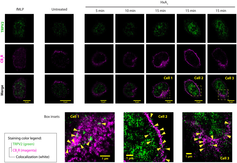 Proximity of TRPV2 and CB2R is consistent with colocalization by STED microscopy.Representative STED images (single z planes, 20- to 40-nm resolution for colocalization) of human peripheral neutrophils demonstrating proximity of TRPV2 (green) and CB2R (magenta) and their colocalization (white; select instances highlighted by arrowheads on insets) after treatment with HxA3. Cells were treated for 15 min with 100 nM fMLP or left untreated and compared to treatment for 5, 10, or 15 min with 285 nM HxA3. Scale bars, 5 or 1 μm (box insets).