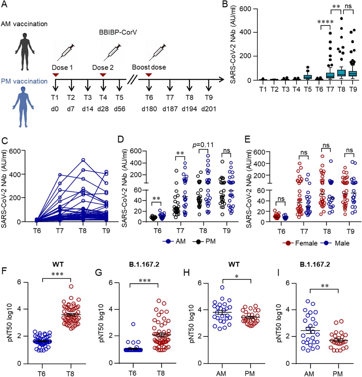 Humoral responses induced by a third dose of inactivated SARS-CoV-2 vaccine BBIBP-CorV.(A) Protocol of the prospective cohort and the non-randomized trial. Healthcare workers (HCWs) were recruited from a perspective cohort who received two doses of an inactivated vaccine either in the morning (AM, n=25) or afternoon (PM, n=25) on day (d) 0 and d28. They were assigned to morning or afternoon vaccination to receive a third dose of the inactivated vaccine on day 180 according to their previous vaccinating time. Blood samples were collected on different time points d0 (T1), d14 (T2), d21 (T3), d28 (T4), d56 (T5), d180 (T6), d187 (T7), d194 (T8) and d208 (T9). (B-E) Neutralizing antibodies (NAbs) against SARS-CoV-2 in the serum of each volunteer was measured by Chemifluorescence Assay longitudinally. (B) The concentration of NAbs in the sera at different time points was summarized and shown in the box plot. (C) The longitudinal changes of NAbs in the sera before and after the third dose of vaccination. (D) NAbs in the sera from the morning or afternoon group at different time points. (E) NAbs concentrations in the sera of female or male. Medians of the data were shown. (F, G) Neutralizing activities of sera from T6 and T8 against SARS-CoV-2 wild type (WT) and Delta variant (B.1.167.2) were measured by pseudovirus neutralizing assay. (H, I) Comparison of neutralizing activities between the morning and afternoon group on T8. Data are mean ± SEM. Comparisons were done by Wilcoxon rank sum test in B, D, E or Student’s t-test in F-I. **p<0.01, ****p<0.0001; ns, not significant.