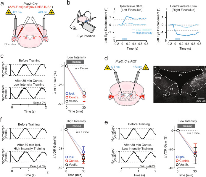 Absence of motor learning with optogenetically induced PC simple spike firing.a Pcp2::Cre mice were implanted with bilateral optical fibers to stimulate floccular PCs expressing soma-targeted ChR2-Kv2.1 by AAV-mediated transduction. b To calibrate the intensity of the optogenetic stimulus, evoked eye movements were monitored in response to activation of ChR2-Kv2.1-expressing PCs (12 pulses, 5–10 ms; 50 Hz). c Average VOR-evoked eye movements measured before and after training with low-intensity optogenetic stimuli timed to the end of contraversive vestibular motion. The traces were normalized to that of time-matched, control responses recorded during training sessions consisting of vestibular motion alone. The summary plot shows the lack of effect of pairing low-intensity optogenetic PC activation with vestibular motion on VOR gain. d Pcp2::Cre;Ai27 mice were implanted with bilateral optical fibers targeting the medial vestibular nuclei (MVN) to activate the ChR2-expressing axon projections of floccular PCs. The image on the right shows ChR2-tdTom expressing PC terminals in the MVN (fourth ventricle, 4 V; genu of CN VII, g7). e VOR-evoked eye movements before and after pairing low-intensity optogenetic activation of PC axons with vestibular motion on normalized VOR performance. Summary plot show a lack of an effect of both contraversive and ipsiversive pairing contexts compared to control training sessions. Data are presented as mean ± SEM and analyzed with two-way repeated-measures ANOVA with Dunnett’s post test. f Comparison of VOR performance before and after pairing with high-intensity optogentic stimulation of ChR2-Kv2.1-expressing PCs in the flocculus, timed to the end of ipsiversive vestibular motion. Summary data from all mice is shown on the right.