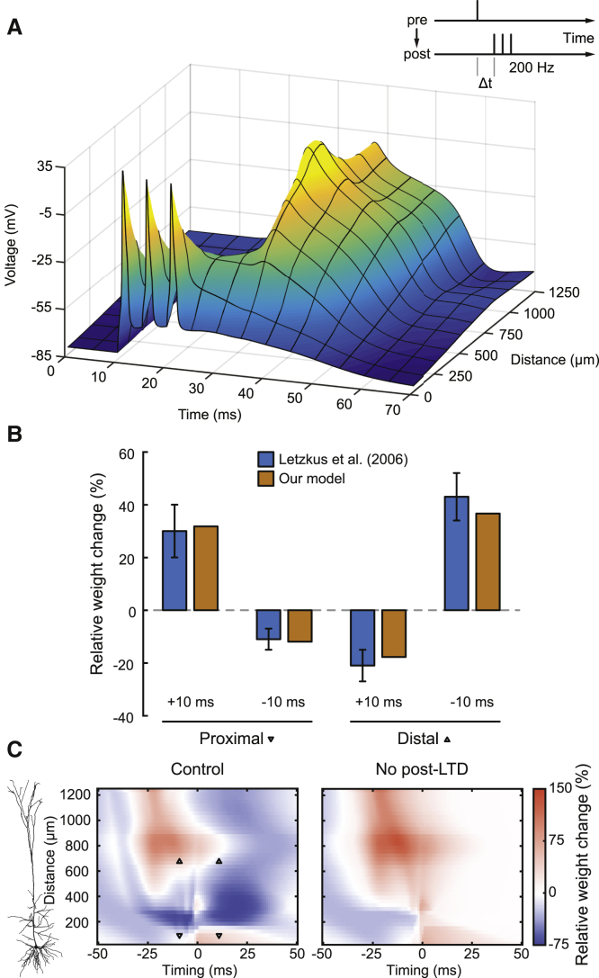 Rapid Bursts and Dendritic Ca2+ Spikes(A) Stimulation protocol (Letzkus et al., 2006) (inset) and postsynaptic voltage profile of the neuron model with a dendritic spike induced by high-frequency somatic stimulation (200 Hz) starting at time 10 ms.(B) Relative weight changes in the model (orange) and experimental data (blue, mean ± SEM; from Letzkus et al., 2006, their Figure 5) are plotted as a function of burst timing for proximal (left, 90 μm) and distal (right, 669 μm) locations along the apical dendrite.(C) Spatiotemporal plasticity windows showing relative weight change (color coded) as a function of burst timing (x axis) and distance from the soma (y axis; see cell morphology on the left). In the control condition (left), all pathways were functional. Downward triangles indicate proximal locations, and upward triangles indicate distal locations used for the model simulations in (B). In the blockade condition (right), post-LTD was deactivated.See also Figure S3.