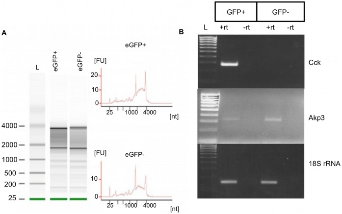 eGFP+ sorted cells represent a highly enriched population of I-cells.A: Analysis of RNA extracted from eGFP+ and eGFP− cells. RNA was analyzed using a RNA 6000 PicoChip kit. Intact 28S and 18S ribosomal bands (gels, left panel) or distinct 28S and 18S RNA ribosomal peaks (electropherograms, right panel) confirmed integrity of extracted RNA from sorted cells. L indicates Pico 6000 RNA ladder that spans 0.2–6.0 kb. B: eGFP+ cells were highly enriched in Cck mRNA transcripts. Semi-quantitative PCR for Cck mRNA demonstrated that only eGFP+ cells contain Cck mRNA transcript, a marker of I-cells. Akp3 mRNA transcript, a marker of enterocytes, was mainly detected on eGFP− cells, showing little contamination of eGFP+ cells (I-cells) with enterocytes. 18S rRNA was used as a loading control. L declares Hyperladder IV (100–1000 bp, Bioline, UK).