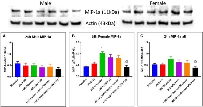 Western blots and densitometry graphs of “macrophage inflammatory peptide 1α” (MIP 1α) in rat brain 24 h after HI. (A) MIP 1α levels in male pups at 24 h. (B) MIP 1α levels in female pups at 24 h. (C) Mean MIP 1α levels in both male and female pups combined. Actin was used as a loading control. *P < 0.05 vs. placebo; @P < 0.05 vs. HIE + placebo.