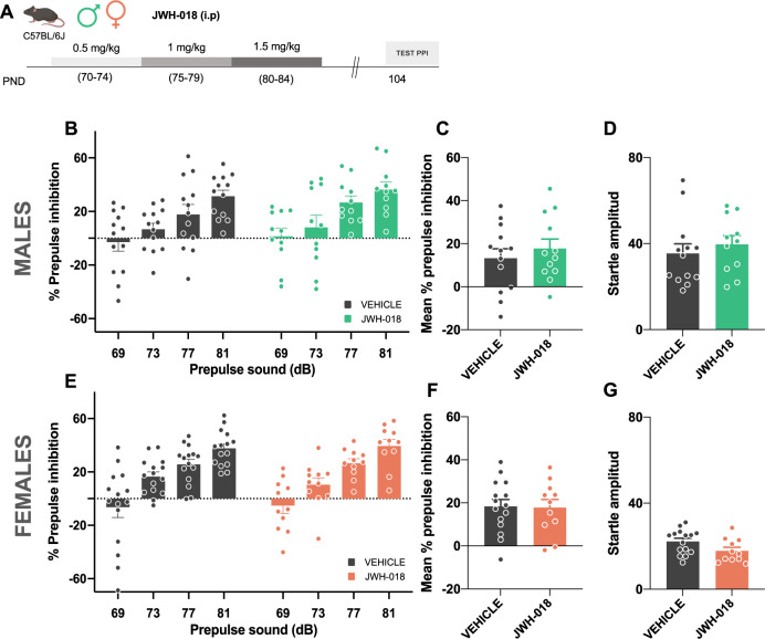 JWH-018 exposure during adulthood does not modify sensorimotor gating in male and female mice.A Schematic representation of the experimental design. B–G Effects of exposure to JWH-018 during adulthood (PND 70–74: 0.5 mg/kg, PND 75–79: 1 mg/kg, and PND 80–84: 1.5 mg/kg) or vehicle in male (B–D) and female (E–G) mice (n = 11–15 mice per group). Percentage of prepulse inhibition, mean of the percentage of prepulse inhibition, and startle response amplitude are shown. Data are expressed as mean ± SEM. PND postnatal day, dB decibels.