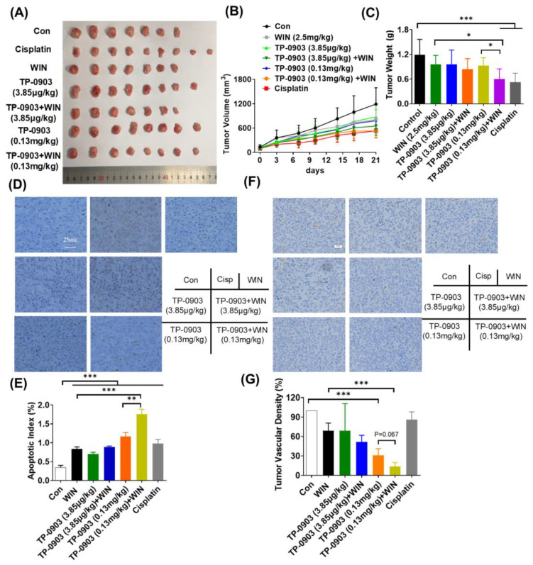 The anti-tumor activity of AXL inhibitor plus WIN55212-2 treatment in the HCT-8 cell xenograft mice. BALB/c nude mice were injected subcutaneously in the flank with HCT-8 colon cancer pieces and intratumorally treated with TP-0903 (3.85 μg/kg or 0.13 mg/kg) alone or in combination with WIN55212-2 (2.5 mg/kg) every two days. Cisplatin was used as a control (5 mg/kg per week). The tumor photograph (A), tumor volume (B) and tumor mass (C) of individual mice were recorded. (D) The apoptosis of tumor sections was determined by a colorimetric TUNEL assay. (E) The TUNEL-positive rate was calculated and shown in the histogram. (F) The microvessel density of tumor tissue was evaluated by immunostaining. (G) The percentage of CD31-positive cells was examined and is shown in the histogram. * p < 0.05, ** p < 0.01, *** p < 0.001 indicate a significant difference.