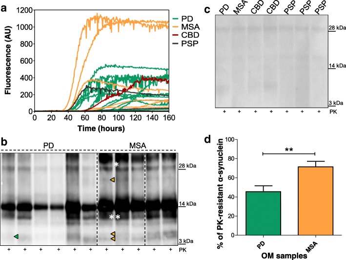 RT-QuIC analysis of OM samples collected from patients with PD and neurodegenerative parkinsonisms. a Kinetics of rec-αS aggregation after the addition of OM samples. Two μL of OM collected from PD (n = 18), MSA (n = 11), CBD (n = 6) and PSP (n = 12) was added to rec-αS substrate and analyzed by means of RT-QuIC. 10/18 samples of PD, 9/11 samples of MSA, 1/6 sample of CBD and 2/12 samples of PSP induced the aggregation of the substrate. Average ThT fluorescence intensity was plotted against time. b Biochemical analyses of RT-QuIC products of OM samples collected from PD and MSA patients that induced rec-αS aggregation (representative image). Ten μL of final RT-QuIC products were digested with PK and analyzed by means of Western blot. Green arrows indicate peculiar bands of RT-QuIC products seeded with PD samples. One band migrating at around 6–8 kDa is found in these samples. Orange arrows indicate peculiar band of RT-QuIC products seeded with MSA samples. Two bands are detected at around 6–8 kDa and a third band is detected at around 22 kDa. Blots were immunostained with the AS08 358 antibody. One asterisk (*) indicates the presence of aggregated species of α-synuclein, while two asterisks (**) indicate partially digested protein. Numbers in the right indicate the position of molecular weights. Dashed lines indicate cropped images from separate gels. c Biochemical analyses of RT-QuIC products of OM samples collected from PD, MSA, CBD and PSP patients that did not induce rec-αS aggregation. Ten μL of final RT-QuIC products were digested with PK and analyzed by means of Western blot and revealed the lack of PK-resistant bands. Blots were immunostained with the AS08 358 antibody. Numbers in the right indicate the position of molecular weights. d Densitometric analysis of RT-QuIC products seeded with PD (n = 4) or MSA (n = 4) samples. Three replicates per sample were subjected to PK treatment (100 μg/mL, 37 °C, 60 min) and immunostained with the AS08 358 antibody before quantification. This analysis confirmed that differences in PK resistance between PD and MSA samples were statistically significant (p = 0.0061)