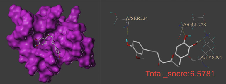Schematic diagram of molecular docking between tetrahydrocurcumin and P53 protein (PDB ID: 1XQH).