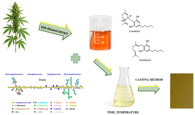 Scheme for obtaining a pectin antioxidant film with the addition of Cannabis sativa L. herbal extract.