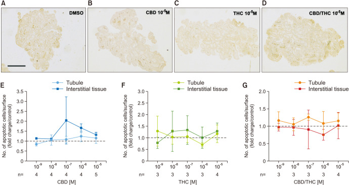 CBD and THC, alone or in a mixture, do not affect the number of apoptotic cells in human adult testis explants after 48 hours of culture. Immunostaining using an anti-cleaved caspase-3 antibody on histological sections of testis explants cultured for 48 hours in the presence of CBD, THC, or CBD/THC (1:1 ratio). (A-D) Panels show whole explants stained with cleaved-caspase 3 (apoptotic cells in brown). Pictures showed are representative of minimum 3 independent experiments performed on 5 donors. Bar=500 µm. (E-G) Quantification of positive cells per surface area in both tubule and interstitial compartments after CBD (E), THC (F), and CBD/THC (G) exposure from 10-9 to 10-5 M. No significant difference (i.e., p>0.05) among the groups by ANOVA followed by Holm–Sidak test. Data presented as mean±SEM divided by their respective controls. Quantification performed in at least 3 donors (the exact n for each dose is indicated at the bottom of the graph). CBD: cannabidiol, THC: Δ9-tetrahydrocannabinol.