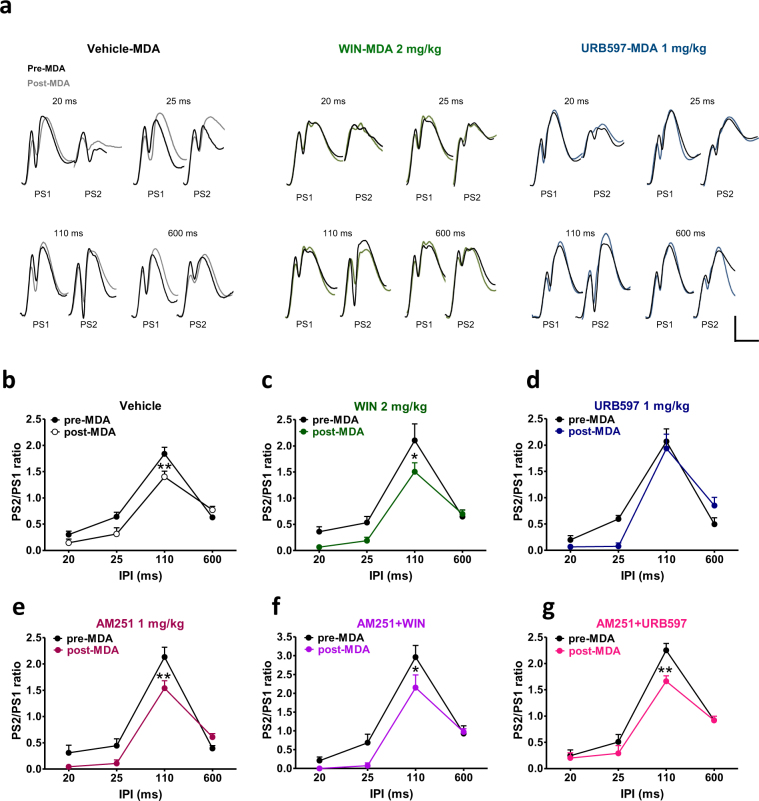 URB597, but not WIN restored paired pulse facilitation in rats subjected to MDA acute kindling. (a) Representative DG field potential responses after paired stimulations 20, 25, 110 and 600 ms apart in vehicle, WIN 2 mg/kg, and URB597 1 mg/kg before MDA induction (dark traces) and at the end of 4 hours stimulation at frame 24 (coloured traces). Scale bar = 2 mV and 5 ms. MDA acute kindling impaired paired pulse facilitation in vehicle (b), WIN (c) and AM251 (e) and AM251 + WIN (f) groups. Conversely, administration of URB597 was able to prevent the MDA-induced alteration of paired pulse facilitation (d) and this effect was blocked by the pre-administration of AM251 (g). Drugs were injected one hour after MDA induction at stimulus n. 6. Graphs represents the mean ratios at each interpulse interval before (pre-drug) and after administration of drugs. One-way ANOVA for repeated measures followed by Bonferroni’s post hoc test; *p < 0.05 and **p < 0.01 versus pre-MDA condition.
