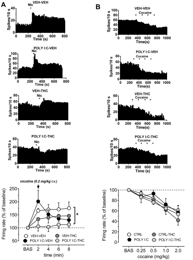 Effects of nicotine and cocaine on firing rate of VTA dopamine neurons in prenatal Poly I:C and adolescent THC treated offspring and their controls. (A) Representative firing rate histograms of VTA dopamine neurons recorded from vehicle-vehicle, Poly I:C-vehicle, vehicle-THC and Poly I:C-THC rats showing the effects of a bolus dose of nicotine (0.2 mg/kg, i.v.). Arrows indicate the times of nicotine injection. The graph shows that the combination of prenatal Poly I:C and adolescent THC prevented nicotine-induced increase of firing rate (vehicle-vehicle, n = 8; Poly I:C-vehicle, n = 6; vehicle-THC, n = 6 and Poly I:C-THC, n = 6; two-way ANOVA and Sidak’s test, *P < 0.05). (B) Representative firing rate histograms of VTA dopamine neurons recorded from vehicle-vehicle, Poly I:C-vehicle, vehicle-THC and Poly I:C-THC rats showing the effects of cumulative doses of cocaine (0.25–2.0 mg/kg, i.v.). Arrows indicate the times of cocaine injections (0.25, 0.25, 0.5, 1.0 mg/kg). The bottom graph displays the dose–response curves of the effect of cumulative doses of cocaine on the firing rate of VTA DA neurons recorded from vehicle-vehicle (n = 5), Poly I:C-vehicle (n = 6), vehicle THC (n = 4) and Poly I:C-THC (n = 4). Results are presented as mean ± SEM of firing rate expressed as a percentage of baseline levels.