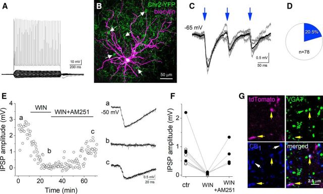A fraction of principal neurons in the BLA receives cannabinoid-sensitive inhibitory postsynaptic inputs from VIP+ INs. A, B, Voltage responses to hyperpolarizing and depolarizing current steps of a principal neuron (A) and its maximum intensity projection image taken after the biocytin visualization (B). White arrows indicate the somata of ChR2-YFP-expressing VIP+ INs. C, Large IPSPs at the resting membrane potential upon three 5-ms-long blue-light pulses induced at 10 Hz could be recorded in the principal neuron shown in B. Five consecutive light-evoked events are indicated in gray, while their average is in black. D, In one-fifth of the recorded principal neurons, IPSPs evoked by blue-light stimulation could be identified. E, Bath application of the cannabinoid receptor agonist WIN 55,212-2 (1 μm) eliminated the light-evoked IPSPs in the same principal neuron shown in B, an effect that the coapplication of WIN 55,212-2 together with the CB1 antagonist AM 251 (both applied at a concentration of 1 μm) partially reversed. IPSPs in a–c are averaged records of five events taken at the labeled time points. F, In all cases (n = 9), the light-evoked IPSPs in principal neurons were significantly suppressed by bath application of 1 μm WIN 55,212-2. Coapplication of WIN 55,212-2 and AM 251 (n = 4) reversed the WIN 55,212-2-induced suppression of the evoked IPSP amplitude (solid circles). Open circles indicate recordings when only WIN 55,212-2 was bath applied. Each data point is an average of the amplitude of 9–10 consecutive events. G, Single-plane images (with an optical thickness of 0.06 μm) show two tdTomato-labeled varicosities in the BA nuclei that also express VGAT and CB1 (yellow arrows). Green arrows point toward VGAT+ boutons, while white arrows indicate two boutons expressing both CB1 and VGAT, but not tdTomato.