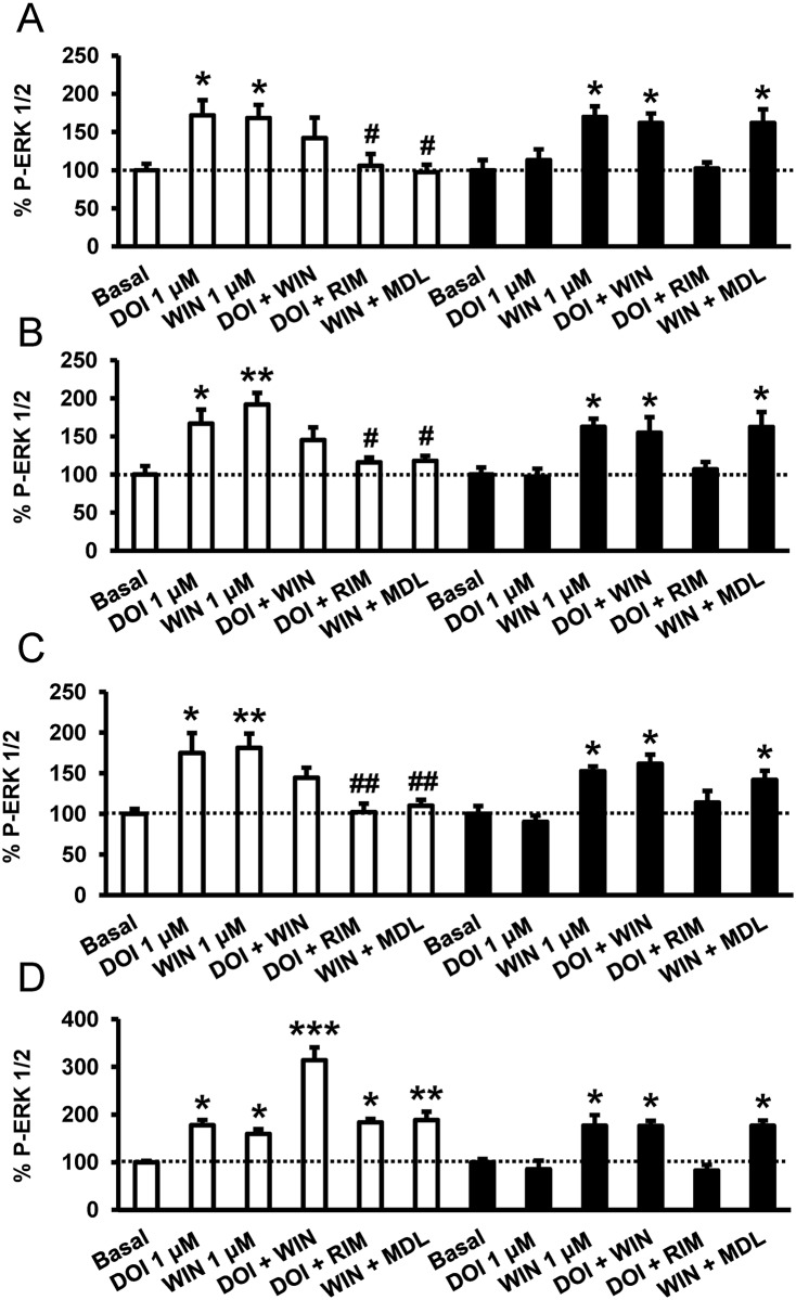 Differential expression of CB1R-5-HT2AR heteromers in the brain detected by heteromer signaling.Slices from the hippocampus (A), caudate-putamen (B), cortex (C), and nucleus accumbens (D) of WT mice (white bars) and 5-HT2AR KO mice (black bars) were preincubated or not with CB1R antagonist rimonabant (1 μM, RIM) or the 5-HT2AR antagonist MDL 100,907 (300 nM, MDL) for 20 min before the addition of the CB1R agonist WIN 55,212–2 (1 μM, WIN), the 5-HT2AR agonist DOI (1 μM), or both for an additional incubation period of 10 min. ERK 1/2 phosphorylation was determined by western blot. Immunoreactive bands from three to seven slices obtained from ten WT or KO animals were quantified for each condition. Values represent mean ± SEM of the percentage of phosphorylation relative to basal levels found in untreated slices. No significant differences were obtained between the basal levels of the WT and the KO mice. One-way ANOVA followed by Bonferroni post hoc tests showed a significant (* p < 0.05, ** p < 0.01, *** p < 0.001) effect over basal or of the antagonist plus agonist treatment over the agonist treatment (# p < 0.05, ## p < 0.01).