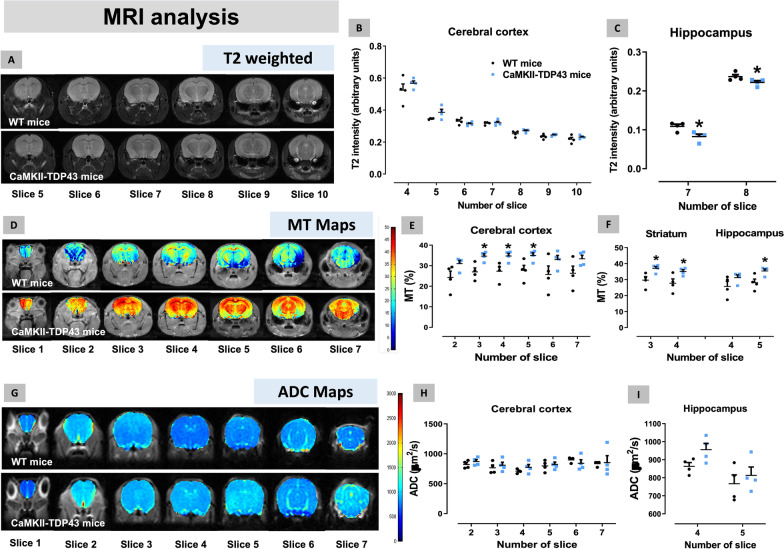 Data of T2 intensity (panels A–C), MT Maps (panels D–F) and ADC Maps (panels G–I) obtained by MRI analysis in several CNS structures of FTD and wildtype male mice at PND90. Details in the text. Data were expressed as means ± SEM and were analysed by Student’s t-test (*p < 0.05 versus wildtype mice)