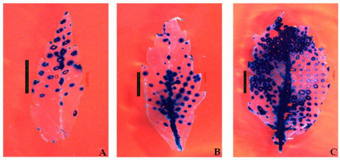 Histochemical GUS assays were performed on transformed Cannabis sativa L. leaf tissues at different stages of development. One- to three-week-old leaves were transformed with the binary vector pCAMBIA1304 via Agrobacterium tumefaciens (strain GV3101). After 3 days of co-cultivation, histochemical staining for the GUS activity was performed. The dark blue staining indicates transient GUS gene expression. The experiments were repeated three times. (A) Expression of the β-glucuronidase gene in 1-week-old leaves with a surface area of 30.20 mm2. (B) Expression of the β-glucuronidase gene in 2-week-old leaves with a surface area of 55.85 mm2. (C) Expression of the β-glucuronidase gene in 3-week-old leaves with a surface area of 99.04 mm2. Pictures were taken using a Leica EMSPIRA/3 Stereo Zoom Microscope (Leica Microsystems Inc., Deerfield, IL, USA) at a magnification of 0.743× (scale bar = 1.248 mm). The calculated surface area of the 1- to 3-week-old explants is indicated on the left side of (A–C).