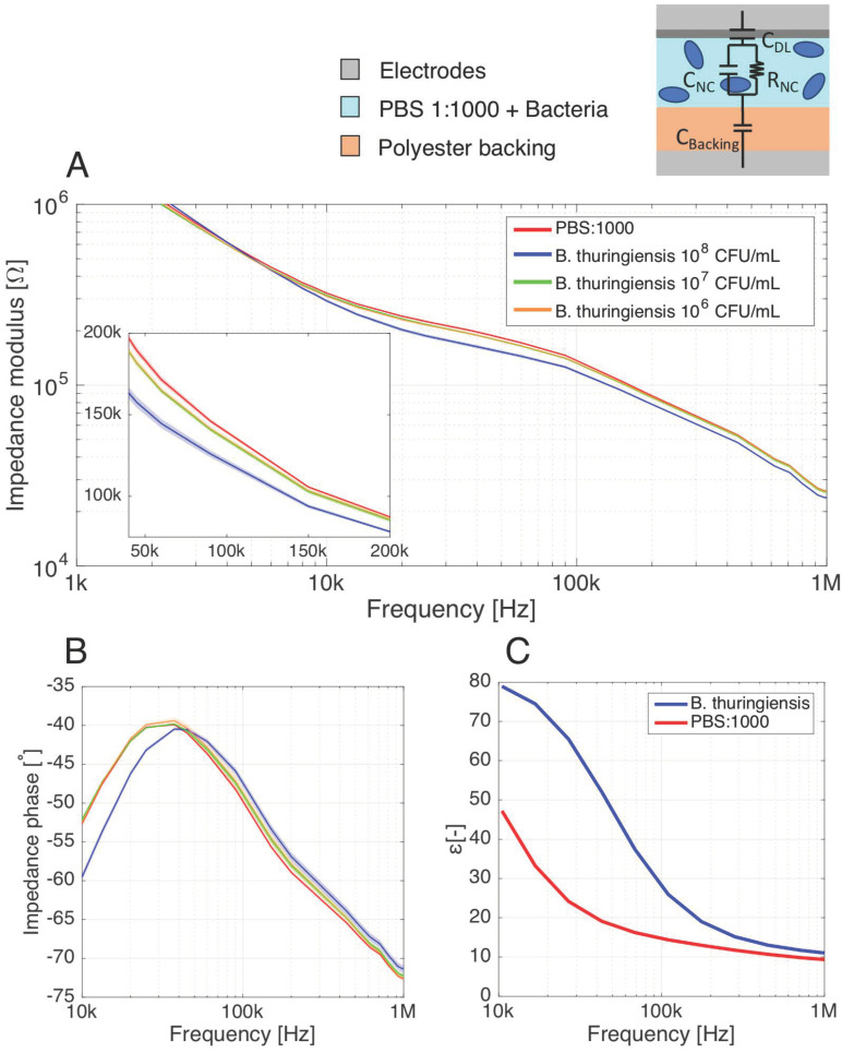 (A) Impedance measurements performed on a nitrocellulose (NC) membrane as seen by the parallel-plate setup. The NC membrane is saturated with phosphate-buffered saline (PBS):1000 (reference buffer) or with PBS:1000 containing 108, 107 and 106 CFU mL−1 B. thuringiensis cells. The global impedance is experimentally shown to decrease, and the phase is subjected to a shift in presence of bacterial cells in the buffer, showing high similarities with the response of slightly saline solutions. (B) The impedance phase evolution over 10 kHz–1 MHz, presenting a phase peak, indicates an interplay of RNC and CNC in the impedance of the system when subjected to bacteria. (C) Dielectric permittivity of the system as seen by the parallel-plate setup, when subjected to low-salt buffer with and without bacterial cells. Number of samples: 12 from two independent experiments. Shaded area surrounding the measurements curves: standard deviation (σ).