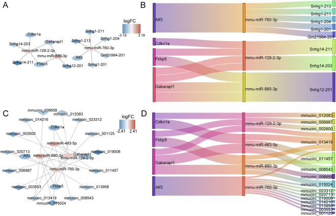 Construction of ceRNA networks for 13 DE-ERSRGs. (A) mRNA-miRNA-lncRNA regulatory network. (B) Sankey diagram of the mRNA-miRNA-lncRNA regulatory. (C) mRNA-miRNA-circRNA regulatory network. (D) Sankey diagram of mRNA-miRNA-circRNA regulatory. In the mRNA-miRNA-lncRNA (circRNA) network, the hexagon represents miRNA, the rhombus represents lncRNA (circRNA), the oval represents mRNA, and the color represents logFC value. The closer the color is to red, the more upregulated the expression is, and the closer the color is to blue, the downregulated the expression is.