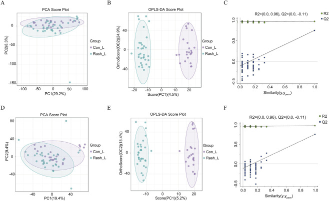 Panel A shows a PCA score plot with principal components PC1 and PC2 separating two groups, Con_L and Rash_L, indicated by color-coded points and ellipses. Panel B displays an OPLS-DA score plot, clearly separating Con_L and Rash_L along orthogonal and predictive components. Panel C presents a permutation test scatterplot with R2 and Q2 values assessing model reliability. Panel D features another PCA score plot with different variance explained, grouping Con_L and Rash_L. Panel E shows another OPLS-DA plot with distinct group separation. Panel F repeats the permutation test for the second dataset, again showing R2 and Q2 distributions.