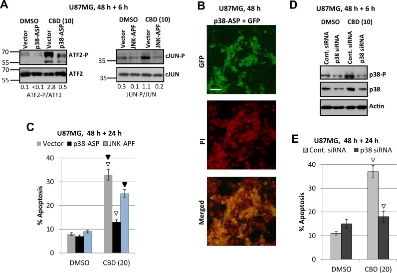 Downregulation of ATF-P and cJUN-P levels and silencing MAPK p38 expression: effects on CBD-induced apoptosis(A) Effects of CBD (10 µM; 6 h) on ATF2-P levels in U87MG cells transiently transfected with p38-ASP construct + GFP; effects of CBD on cJUN-P levels after transient transfection with dominant-negative JNK-APF + GFP. (B) Efficiency of transfection was determined using confocal microscopy for detection GFP in PI-stained nuclei of U87MG cells. (C) In the parallel experiments, the apoptotic levels among green U87MG cells transiently transfected by the empty vector + GFP, p38-ASP + GFP or JNK-APF + GFP were determined 48 h after transfection and 24 h after DMSO or CBD treatment using the flow cytometry. Open arrows indicate a significant decrease in CBD-induced apoptosis for p38-ASP transfected cells, black arrows for JNK-ARF-transfected cells. (D) Downregulation of MAPK p38 expression using p38 siRNA. CBD treatment (additional 6 h) was performed 48 h after transfection. (E) In the parallel experiments, the apoptotic levels among green U87MG cells transiently transfected by control siRNA+Green Fluorescein Conjugate and p38 siRNA+Green Fluorescein Conjugate were determined 48 h after transfection and 24 h after DMSO or CBD treatment using the flow cytometry. Open arrows indicate a significant decrease in CBD-induced apoptosis for p38 siRNA transfected cells.