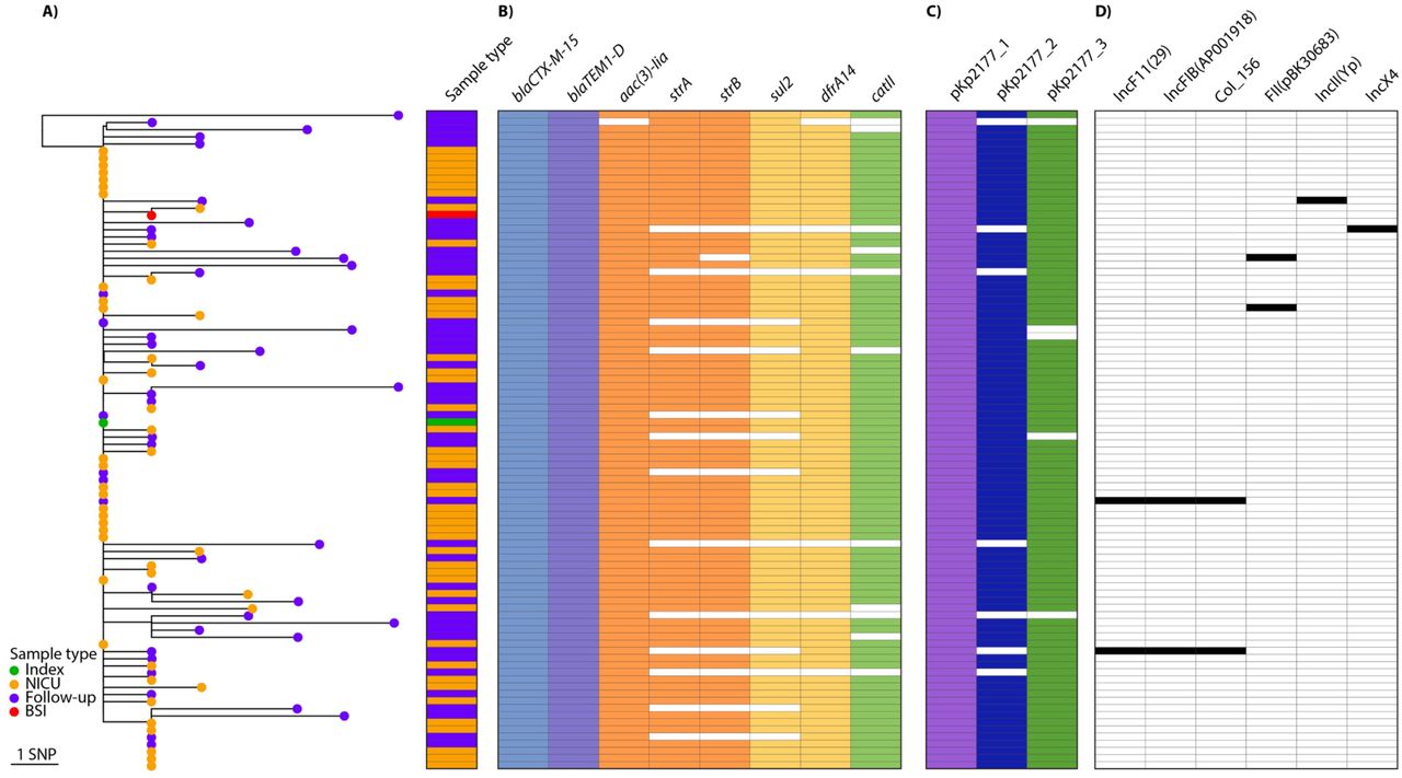 Phylogeny of 92 Klebsiella pneumoniae ST17 outbreak isolates and their gene content.A) Midpoint-rooted maximum likelihood phylogeny of the 45 NICU (orange tip) and 45 follow-up (purple) isolates from colonisation and the BSI isolate (red) against the outbreak index isolate Kp2177 (green). B) Presence (colour) or absence (white) of AMR genes as listed in the columns (blocks are coloured by drug class). C) Presence (colour) or absence of the Kp2177 plasmids and D) of acquired plasmid replicon markers.