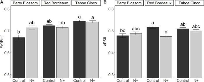 Fv’/Fm’ (A) and ΦPSII (B) leaf values for N+ (n) and control (c) treatments of cultivars Berry Blossom (BB), Red Bordeaux (RB) and Tahoe Cinco (TC) grown under field conditions. Values are mean ± standard error (A: n = 120; B: n = 120). Means followed by different letters are statistically different at P<0.05. (A) N treatment P = 0.357, Cultivar P = 0.007, N treatment x Cultivar P = 0.170. (B) N treatment, P = 0.094, Cultivar P = 0.177, N treatment x Cultivar P = 0.053.