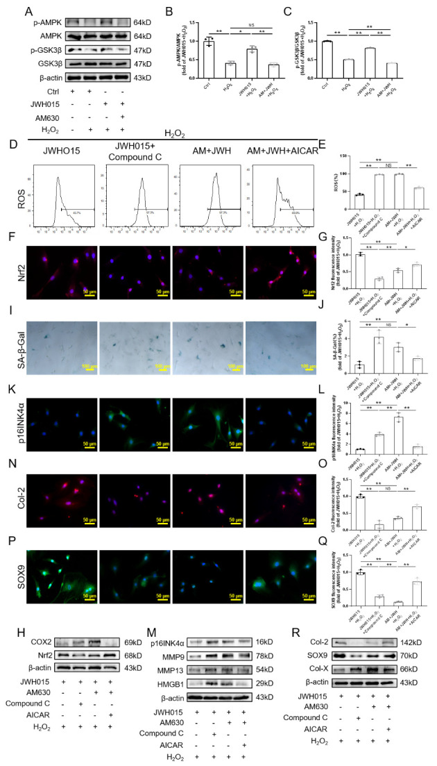 CB2R regulated AMPK/GSK3β pathway plays an important role in H2O2-induced senescence. (A) Western blot strips of p-AMPK, AMPK, pS9-GSK3β and GSK3β; (B) The ratio of p-AMPK and AMPK protein expression; (C) The ratio of pS9-GSK3β and GSK3β protein expression; (D-E) Flow cytometry results of ROS; (F-G) Immunofluorescence staining results of Nrf2 (scale bar = 50 μm); (H) Western blot results of Nrf2, COX2; (I-J) SA-β-Gal staining and quantitative analysis results (scale bar = 100 μm); (K-L) Immunofluorescence staining results of p16INK4a (scale bar = 50 μm); (M) Western blot results of p16INK4a, MMP9,MMP13 and HMGB1; (N-Q) Immunofluorescence staining results of Col-2 and SOX9 (scale bar = 50 μm); (R) Western blot results of Col-2, SOX9 and Col-X. Each experiment was conducted thrice, and the data are shown as the mean ± SD. *p < 0.05, **p < 0.01.