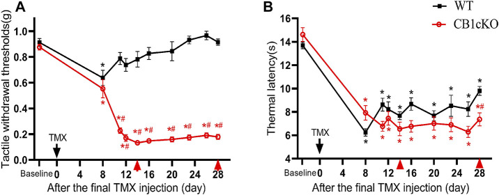 Genetic deletion of CB1 in dorsal root ganglion (DRG) neurons induced tactile allodynia and thermal hyperalgesia. (A, B) Time course of the effect of tamoxifen (TMX) induction on the tactile withdrawal thresholds (A) and thermal latency (B) in CB1cKO and wild-type (WT) mice (n = 10 mice/group). Data are expressed as mean ± SEM, *p < 0.05, compared with the baseline of the respective group; #p < 0.05, compared with the WT group at the same time point (two-way ANOVA with Bonferroni’s post-hoc test). The red arrows indicated two time points on day-14 (the early phase of CB1 knockout) and day-28 (the late phase of CB1 knockout) after TMX induction.