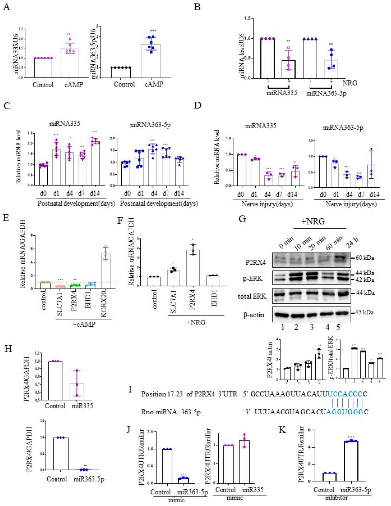 P2RX4 is a direct target of miRNA363-5p. (A) cAMP-induced Schwann cells exhibited an increased expression of miRNA335 and miRNA363-5p. n = 5. (B) NRG-treated Schwann cells exhibited a reduced expression of miRNA335 and miRNA363-5p. n = 4. (C) The expression levels of miRNA335 and miRNA363-5p increased during postnatal development. n = 6. (D) The expression levels of miRNA335 and miRNA363-5p decreased after sciatic nerve injury. n = 3. (E) The mRNA expression of predicted targets (slc7a1, P2RX4, and EHD1) in cAMP-induced Schwann cells. KROX2 was used as a positive control for cAMP. n = 4. (F) The mRNA expression of predicted targets (slc7a1, P2RX4, and EHD1) in NRG-induced Schwann cells. n = 3. (G) Upregulation of P2RX4 in NRG-induced Schwann cells. Schwann cells were treated with NRG, and total protein was collected for Western blot analysis. The lower panel shows the Western blot results. n = 3. (H) miRNA 363-5p inhibited the mRNA expression of P2RX4 in Schwann cells. Schwann cells were transfected with control, miRNA 363-5p, or miRNA 335 mimic (100 nM). At 48 h post-transfection, the mRNA level of P2RX4 was determined by RT-qPCR. n = 3. (I) Schematic representation of predicted functional interactions between miRNA 363-5p and seed sequences (bold) in the 3′-UTR of P2RX4 (http://www.targetscan.org/cgi-bin/vert_80/view_gene.cgi?rs=ENST00000337233.4&taxid=10116&members=&subset=1&showcnc=1&shownc=1&shownc_nc=1&showncf1=1&showncf2=1#miR-363-5p, accessed on 26 October 2021) (J,K) miRNA 363-5p regulates P2RX4 expression by directly targeting the P2RX4 3′-UTR in Schwann cells. Schwann cells were cotransfected with a pGL3-P2RX4-UTR reporter and miRNA 363-5p mimic (J, left), miRNA 335 mimic (J, right), or an miRNA363 inhibitor (K). n = 3. After 48 h, the luciferase activity of P2RX4 3-UTR was determined. Data are means ± SD. * p < 0.05, ** p < 0.01, *** p < 0.001.
