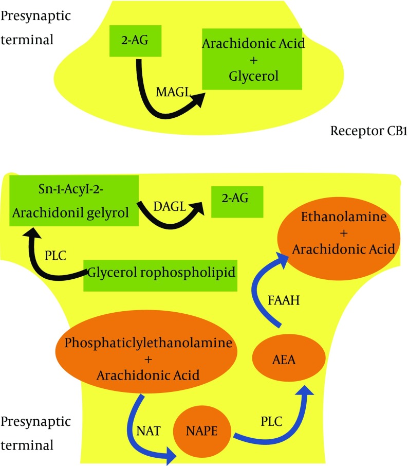 Anandamide (AEA) Synthesis Is Started by Enzyme N-acyltransferase (NAT), That Catalyzes the Reaction of Phosphatidyletanolamine With Arachidonic Acid to Produce N-Acylphosphatidyl-ethanolamine (NAPE), Which Is Converted by a Phospholipase D (PLD) in AEA; the Latter Is Inactivated by the Enzyme Fatty Acid Amide Hydrolase (FAAH). These Reactions Seem to Occur in Postsynaptic Terminal, While Catalyzer Enzymes for 2-arachidonoylglycerol (2-AG) Biosynthesis (Phospholipases C [PLC] and sn-1-selective Diacylglycerol Lipases [DAGL]) Are Peculiarly Localized in Postsynaptic Neurons. Monoacylglycerol Lipase (MAGL), Which Catalyzes 2-AG Inactivation, Is Instead Located in Presynaptic Neurons, Supporting a Possible Role as a Retrograde Messenger on Presynaptic CB1 Receptors for This Compound.