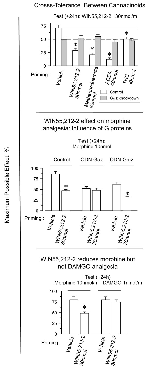 Role of Gz proteins in the ability of WIN55,212-2 to reduce morphine analgesia. Upper panel: Cross-tolerance between CB1R agonists in wild type and Gαz knockdown mice. A priming dose of WIN55,212-2 (icv; 30 nmol) was administered to the mice, and their response to WIN55,212-2, methanandamide, ACEA or THC was evaluated 24 h later. Values are mean ± SEM from groups of eight mice. *Significantly different from the control group injected with the vehicle instead of the priming dose of WIN55,212-2 and also receiving the test dose of this agonist (P < 0.05). Middle panel: WIN55,212-2 does not reduce morphine analgesia in mice showing reduced expression of Gαz subunits. The activity of WIN55,212-2 on morphine-evoked antinociception was studied in mice showing reduced expression of either Gαi2 or Gαz subunits. *Significantly different from the control group injected with the vehicle instead of the priming dose of WIN55,212-2 (P < 0.05). Lower panel: Effect of WIN55,212-2 on MOR-mediated analgesia. A priming dose of WIN55,212-2 (icv; 30 nmol) was administered to mice 24 h before testing the supraspinal analgesic response to morphine and DAMGO. Control mice received vehicle instead of the cannabinoid agonist. *Morphine displays significantly lower analgesic effect on mice that previously received WIN55,212-2 instead of vehicle (P < 0.05).