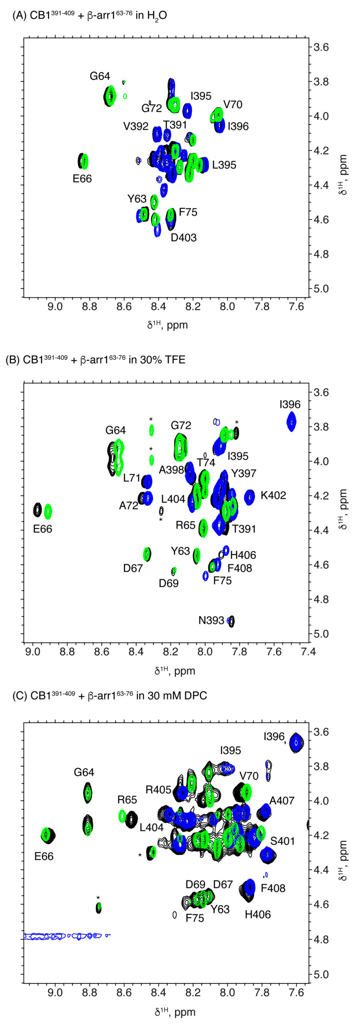 Overlay of selected regions of 2D 1H,1H TOCSY spectra for CB1391-409+ β-arr163-76 (black contours), CB1391-409 (blue contours) and β-arr163-76 (green contours) in water (A), in 30 % TFE (B) and in DPC micelles (C). In all cases pH 5.5 and 25 °C.